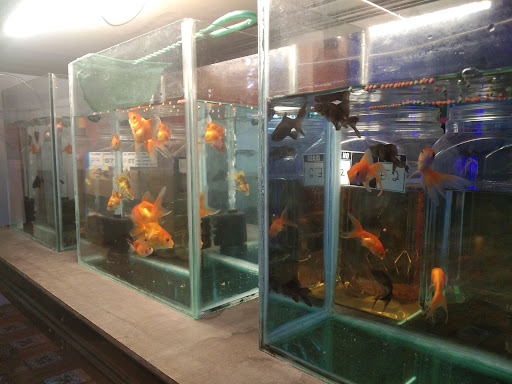 MANZZILA AQUA & BETTA FARM