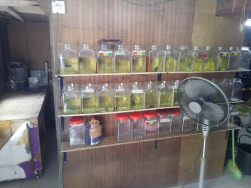 Kipas Borneo Betta Gallery