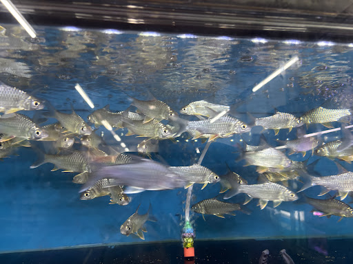 Aqua fish pet shop Aqua fish pet shop