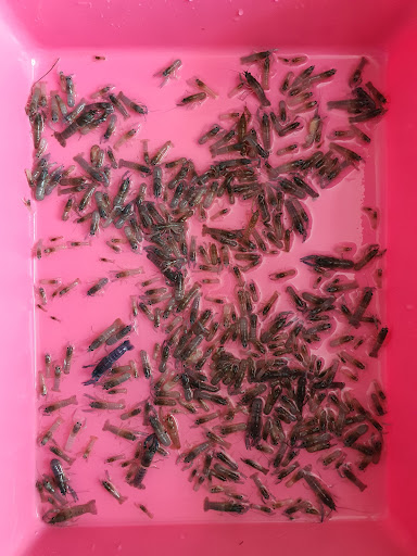 Bintulu Cherax Aquatic