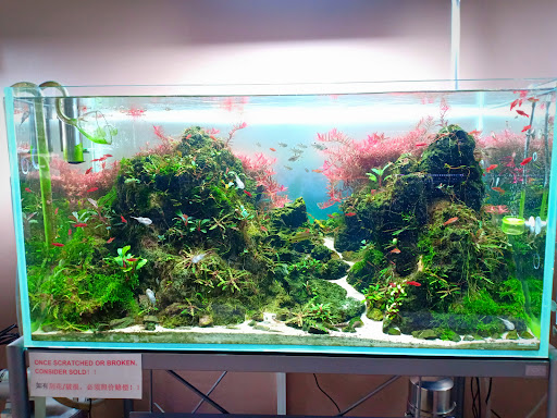 Spring Nature Aquascape Design Spring Nature Aquascape Design