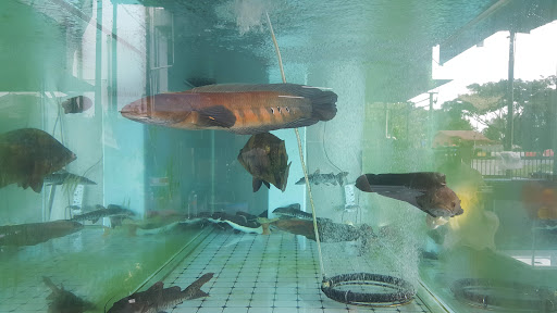 Qian Long (QL) 乾龍