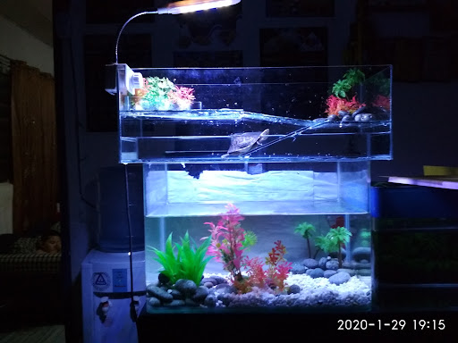 betta fish Shop