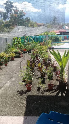 Jual Bunga & Ikan Talapia