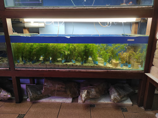 Ling's Trading (Life Fish Store)