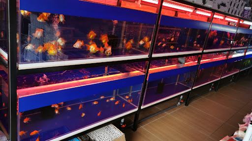 DK AQUARIUM & PETS 鱼之乐水族宠物