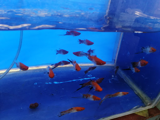 HONG LEE AQUARIUM