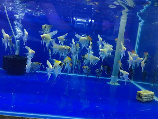 D.K AQUATIC ENTERPRISE