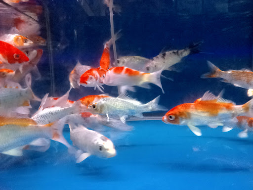 SIXTY TWO AQUATIC SUPPLIES SDN. BHD. SIXTY TWO AQUATIC SUPPLIES SDN. BHD.