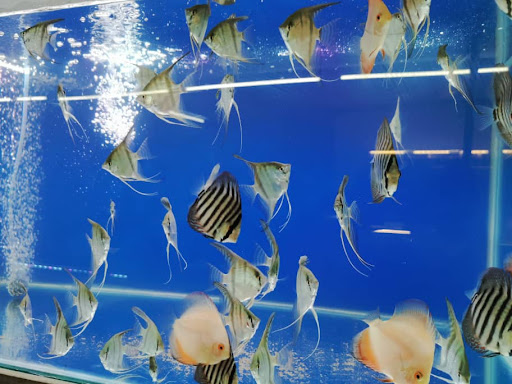 11 Aquarium & Pet Trading 11 Aquarium & Pet Trading