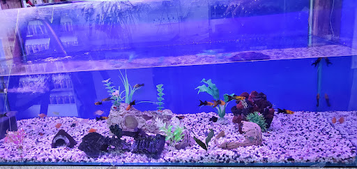 First Grade Aquarium