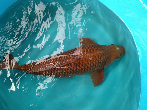 Klang Koi Aquarium