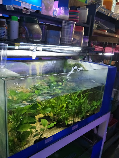 Kedai Akuarium dan Ikan Tempatan Kim Wah Kedai Akuarium dan Ikan Tempatan Kim Wah