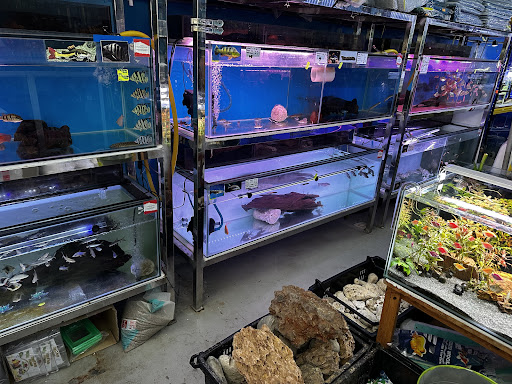 Jomikan Aquatics & Aquarium Adenium Jomikan Aquatics & Aquarium Adenium