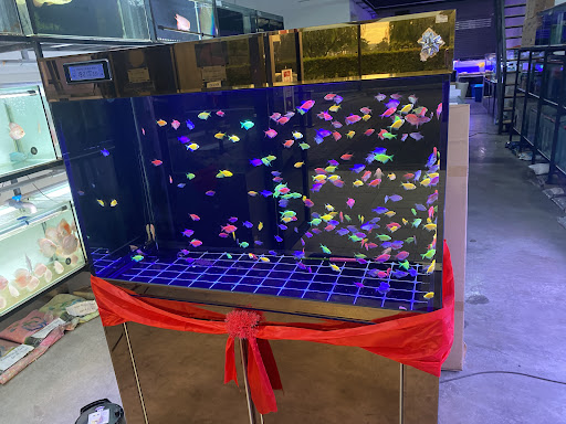 Shah Alam Aquatic Fish N Aquarium Tank