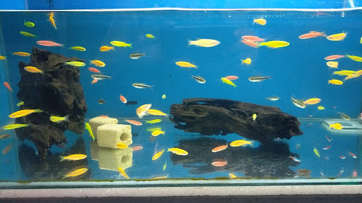 Almega Aquatic & Pets