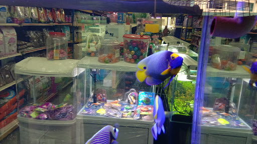 3B Aquatics Aquarium Shop Bandar Baru Bangi 3B Aquatics Aquarium Shop Bandar Baru Bangi