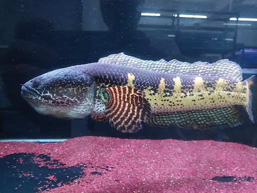 Fish Cluster Aquarium & Pet 聚鱼阁水族馆