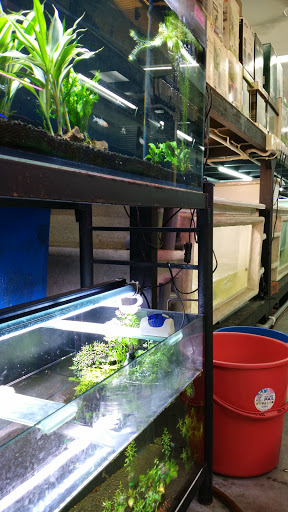 ZY Aquapets (Aquarium & Pets shop)