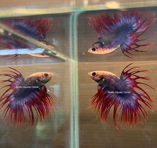 Straits Aquatic Center