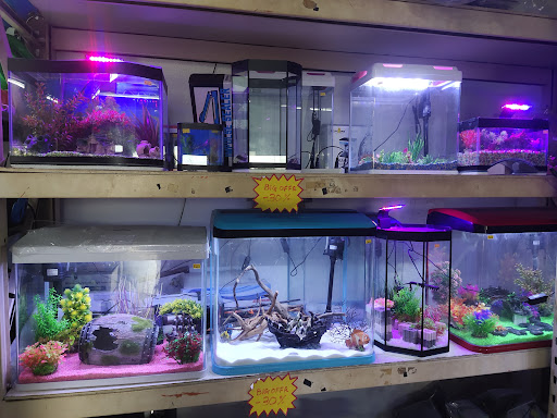 DRAGON MEDIUM FISH AQUARIUM