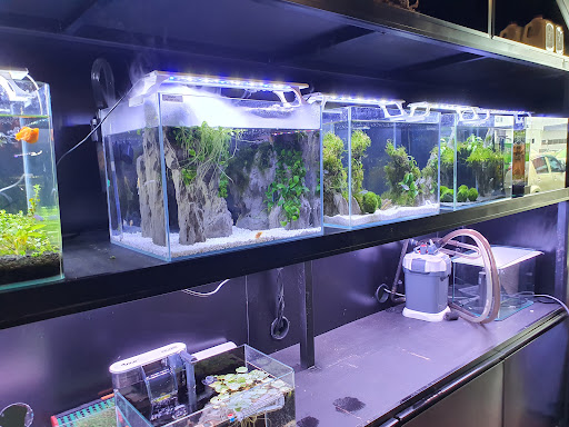 NMS Aquatics Sunway | Live Fish - Aquarium Plants Shop