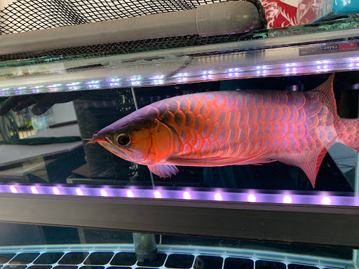 KL Arowana Aquatic