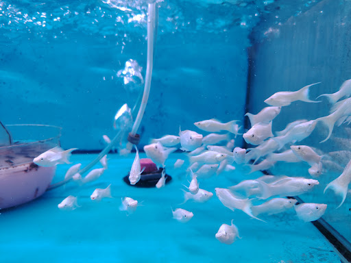 PUSAT AKUARIUM DAN HAIWAN SRI KLANG BARU