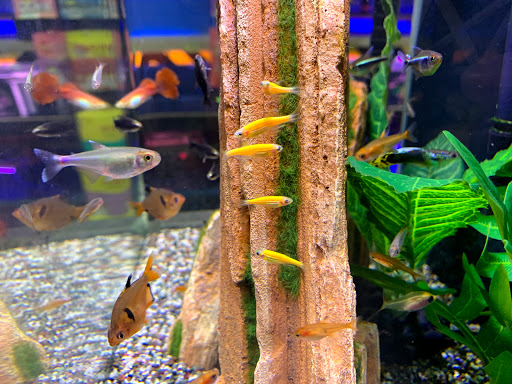 Pusat Akuarium Pisces