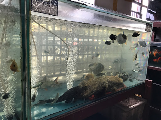 Kok's Aquarium