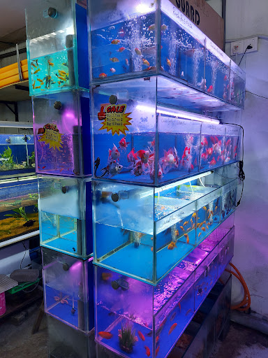iFish Aquatics Trading