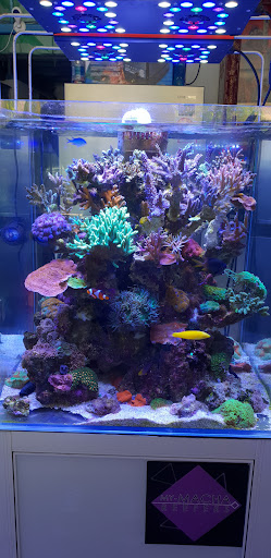 Reefgarden