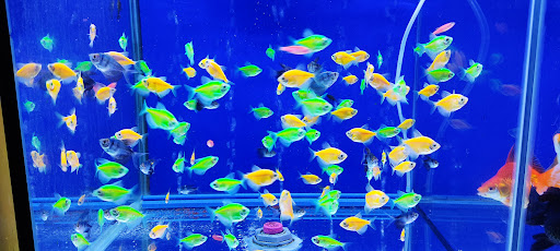 Leng Loong Pet & Aquarium Shop