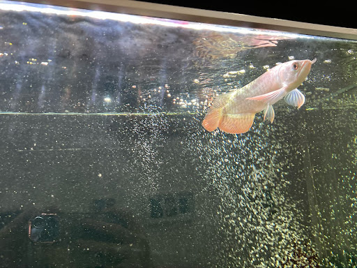 HOA Aquatic Arowana (home seller)