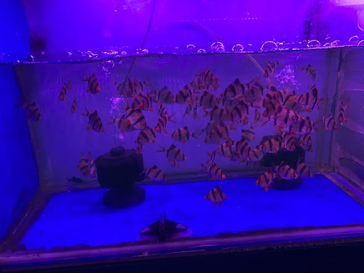 Saleh Aquarium Centre