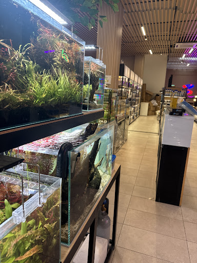 Ultima Channa Setia Alam (Aquarium Shop)