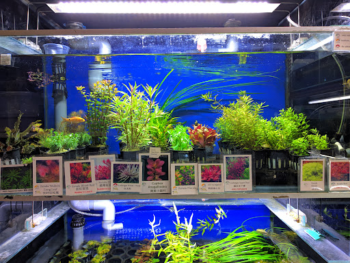 Aquascape Paradise