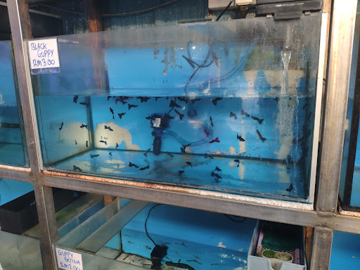 Aquarium & Aviary Sunny