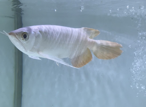 T.A.B Aro Red Collection