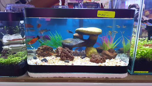 Kemaman San Sui Aquarium & Trading Kemaman San Sui Aquarium & Trading
