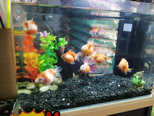 Aqua Pets Enterprise