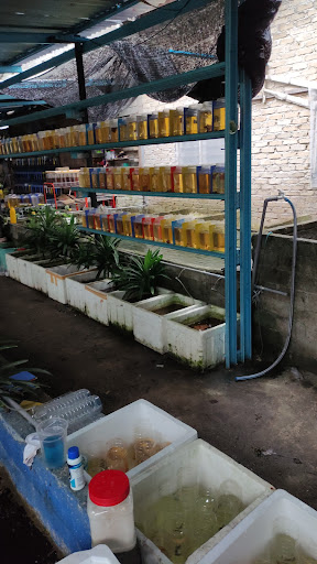 Ery Betta Besut Terengganu