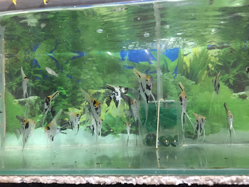 Gong Badak Petshop and Aquarium