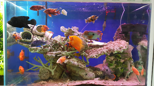 Chew Thean Yeang Aquatic & Pet