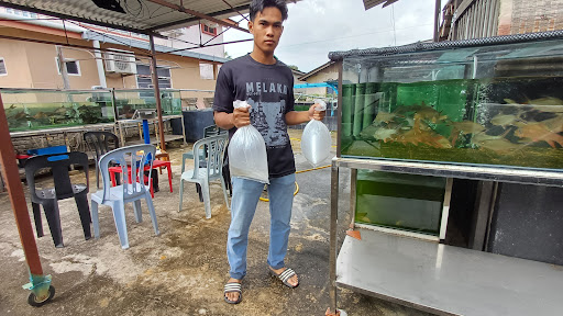 Kelah Hunter Original Pusat Jualan Ikan Kelah Merah