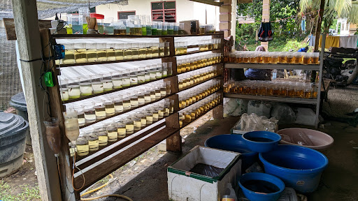 SR Betta & Guppy Terengganu