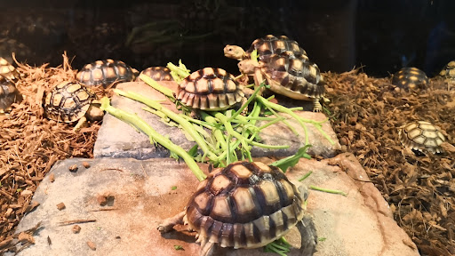 Paka Aquarium And Trading Paka Aquarium And Trading