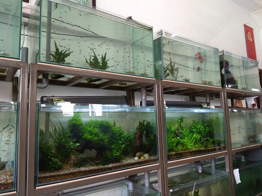 Yeak Wah Aquarium