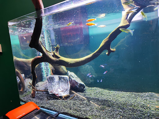 Kim Hock Fish Aquatic