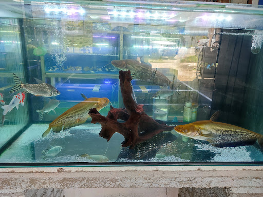 Aza Aquarium Bandar Baru Bangi